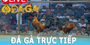 Xem đá gà ở đâu hấp dẫn và uy tín cho anh em kê thủ?