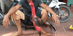 Chế độ chăm sóc gà đặc biệt hiệu quả cho sư kê