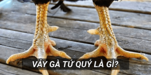 Vảy gà tứ quý là gì? Khả năng chiến đấu của chiến kê vảy tứ quý